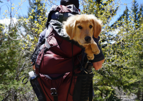 The Ultimate Guide to Backpacking with Dogs